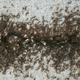 Illustration for article titled Report: Ants Having Some Kind Of Party Inside Crack In Pavementem/em